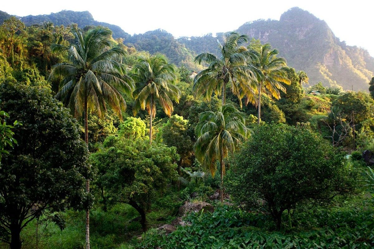 Explore St. Vincent’s Parrot Reserve