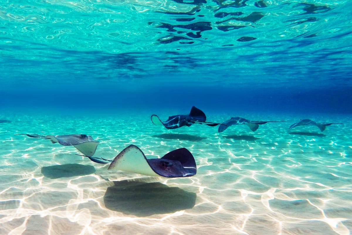 Stingray City to Starfish Point — Beach & Lunch