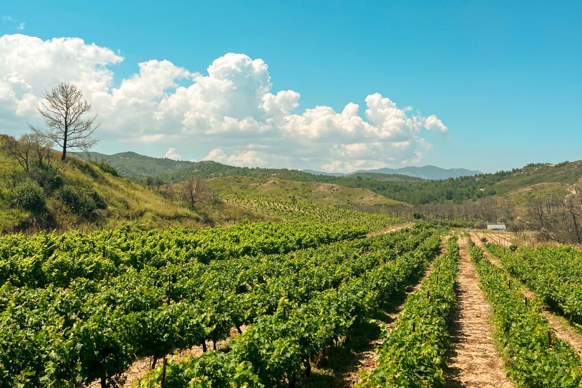 Wine & Honey Tasting in Rhodes