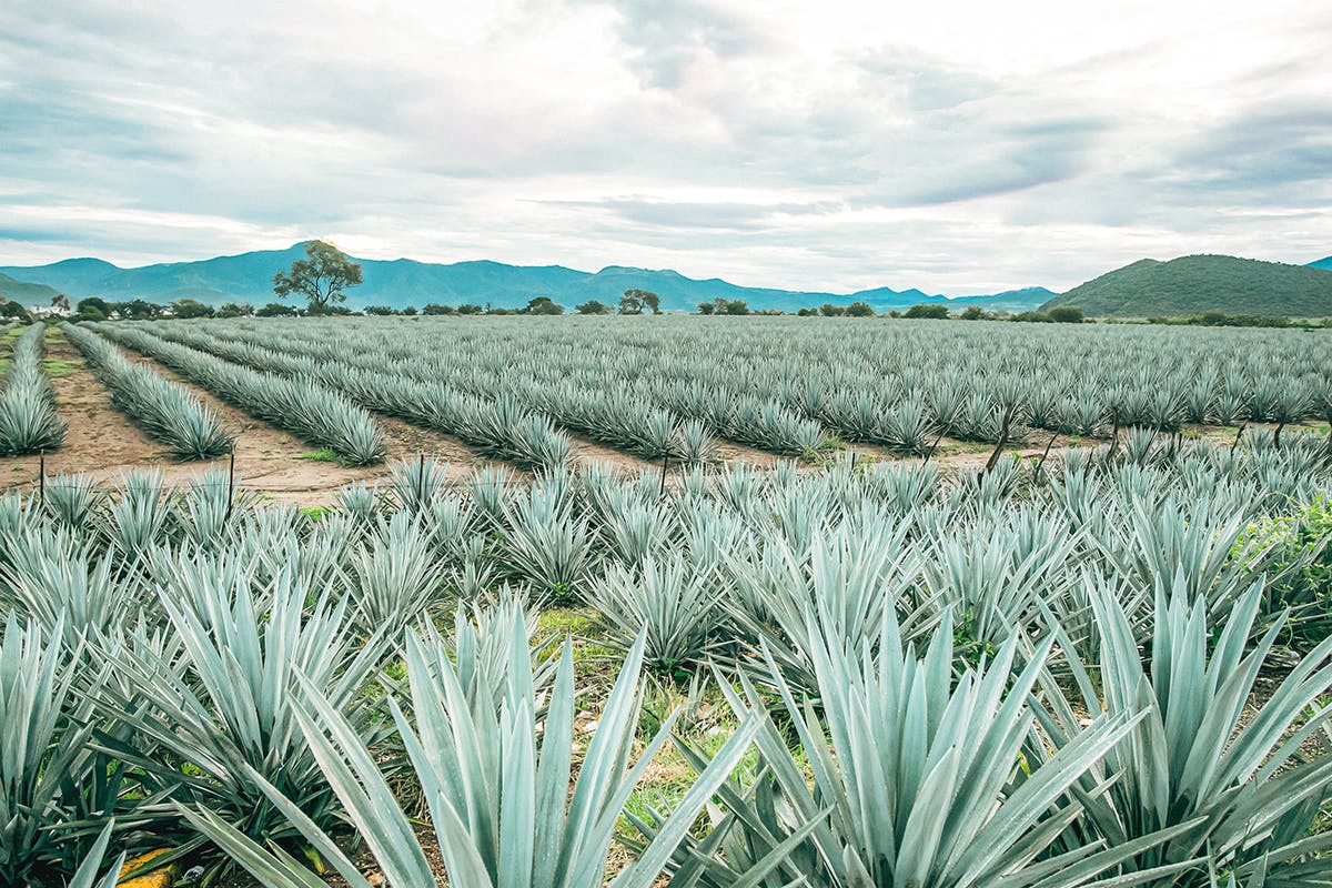Tequila Tasting & Afternoon In Puerto Vallarta