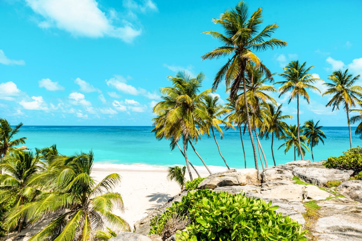 Palm trees on a beach