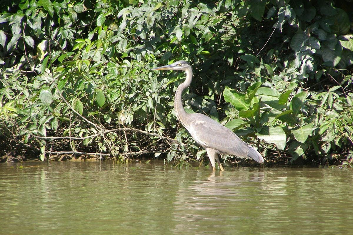 Scenic Wildlife River Cruise