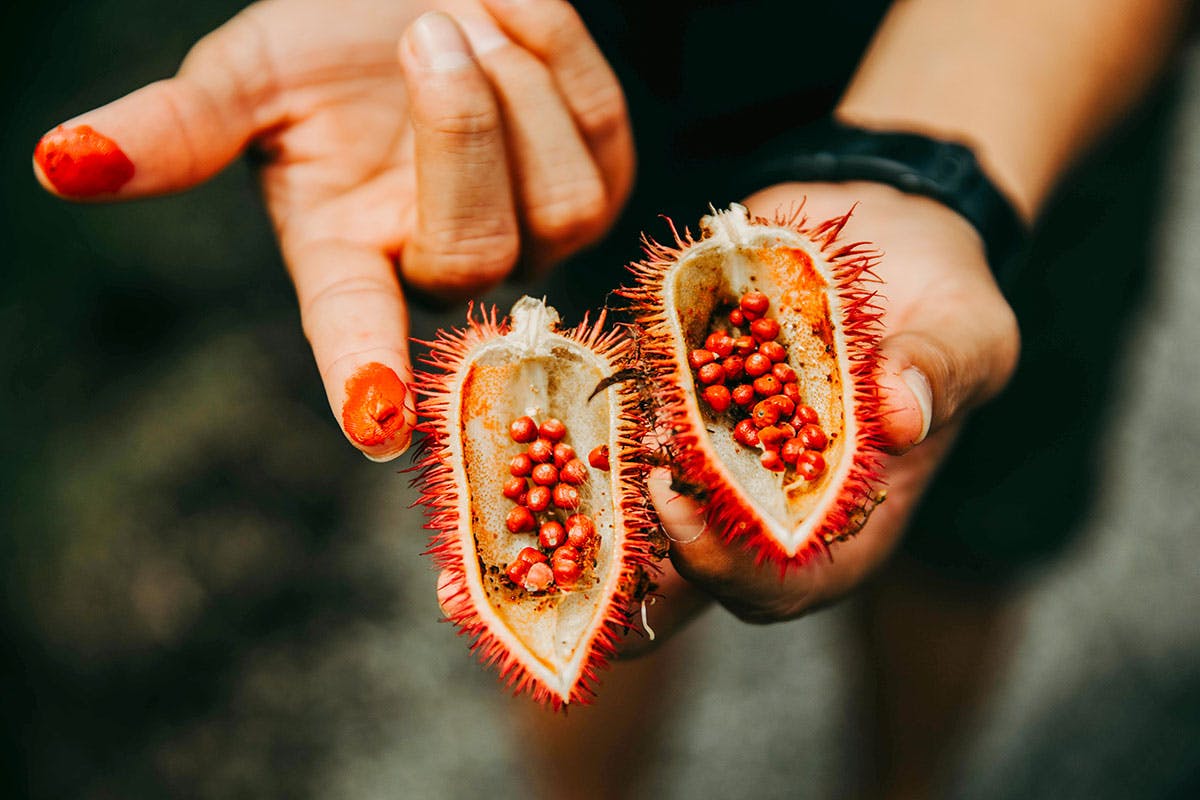 Maya Chocolate and Medicinal Jungle Tour