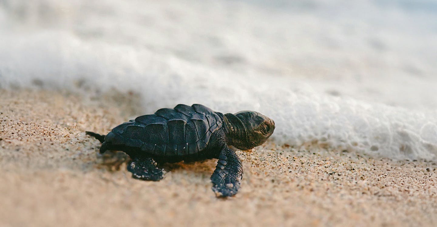 Turtle Sanctuary & Resort Day