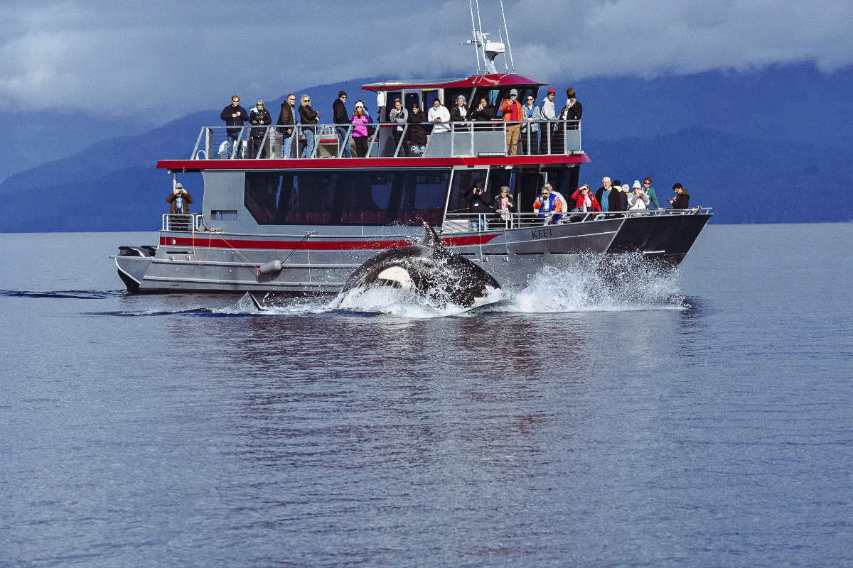 Whales &amp; Wild Feast