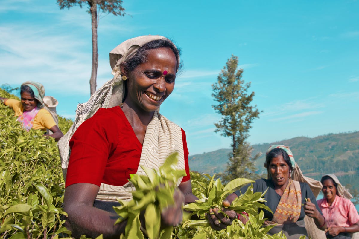 Ceylon Tea Adventure