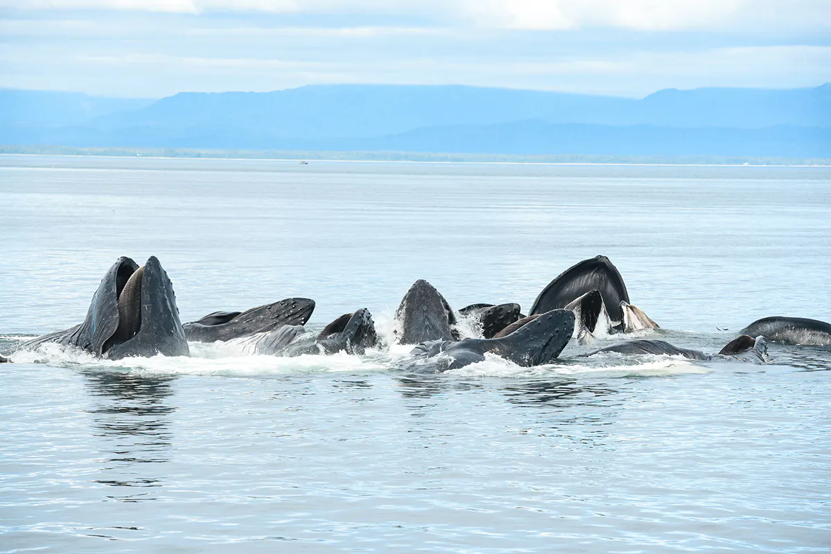 Point Adolphus Whale Watching