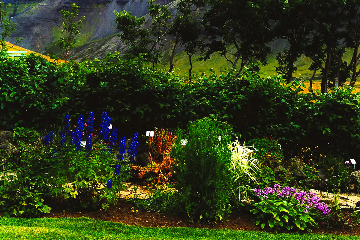 Icelandic Fjords & Flowers Tour