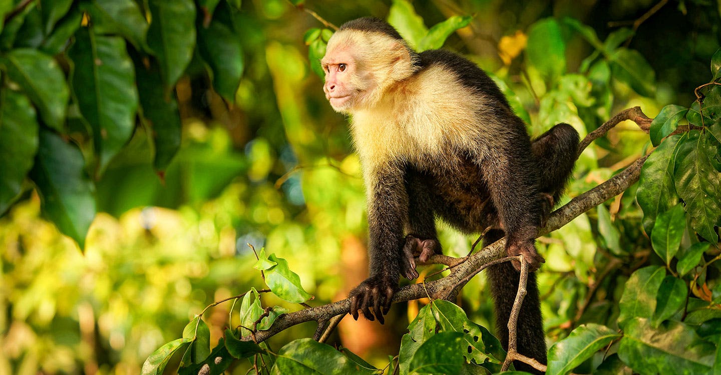 Boat Ride on Lake Gatun & the Panama Canal