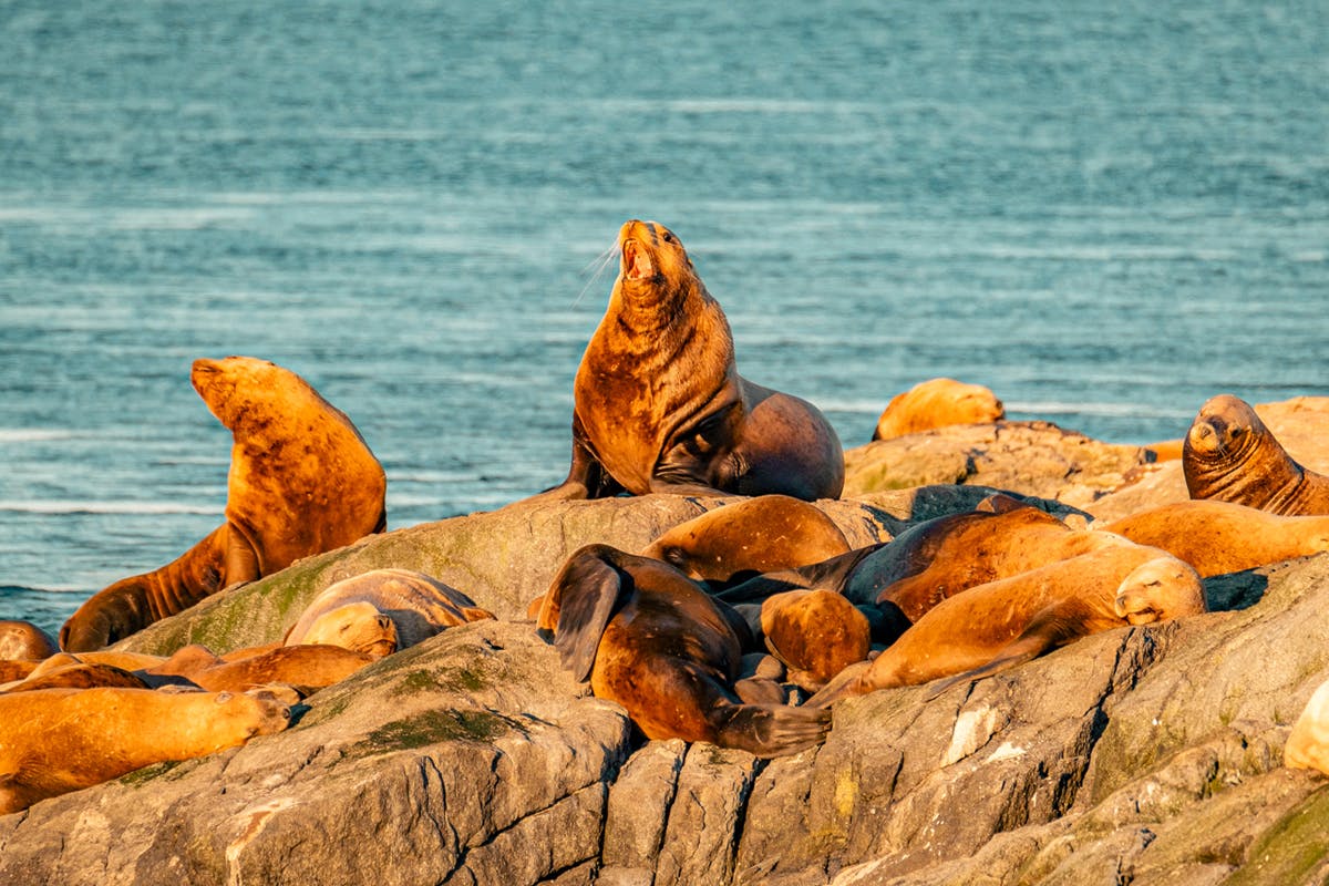 Covered Vessel Whale Watching
