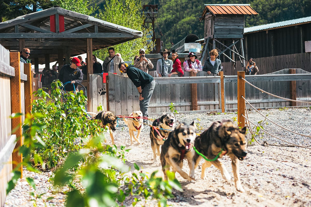 Gold Fever & Alaskan Sled Dogs