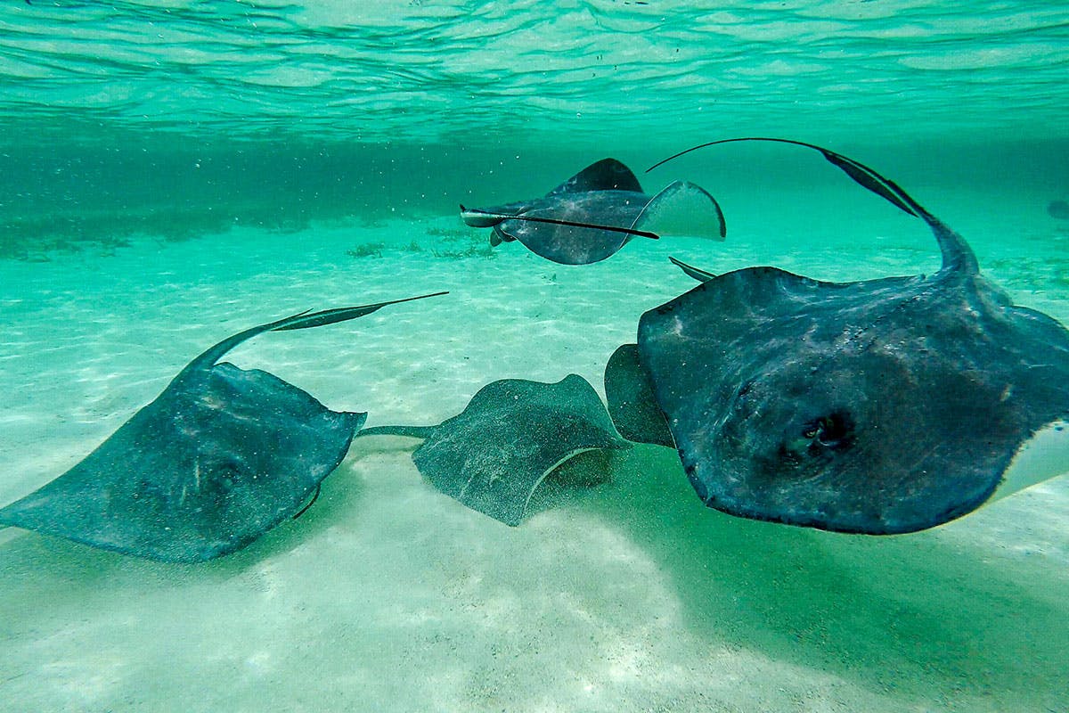 Shark & Ray Encounter and Reef Snorkeling