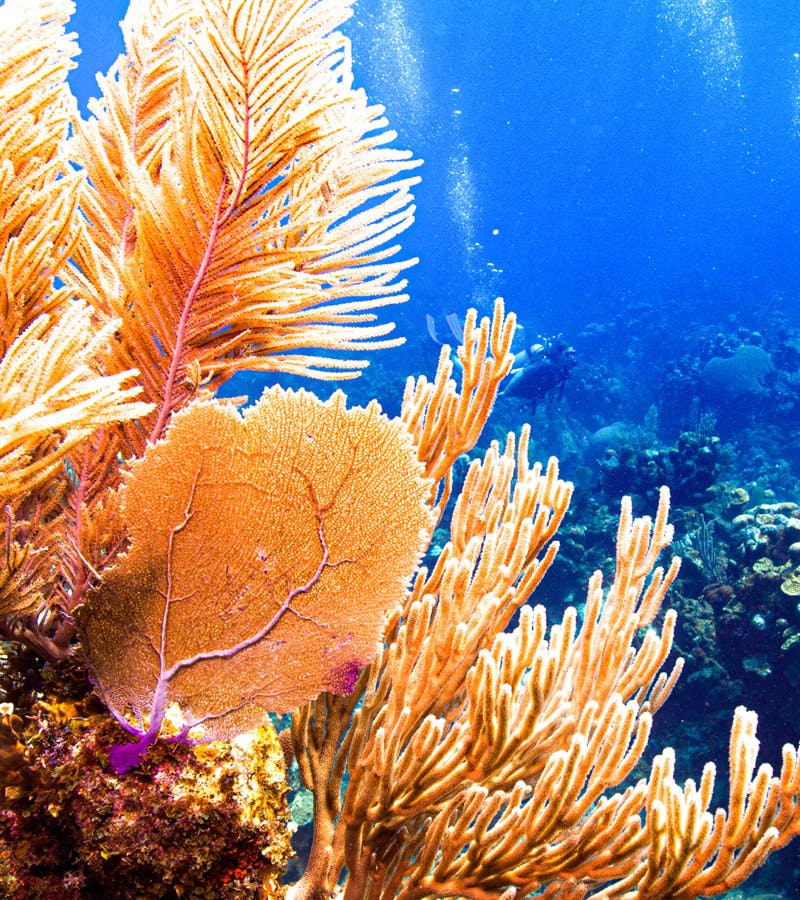 roatan  itinerary
