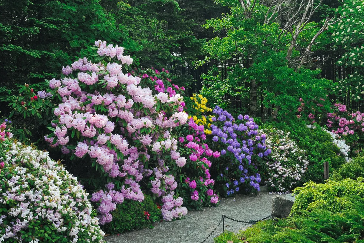 Botanical Gardens and Signal Hill Tour
