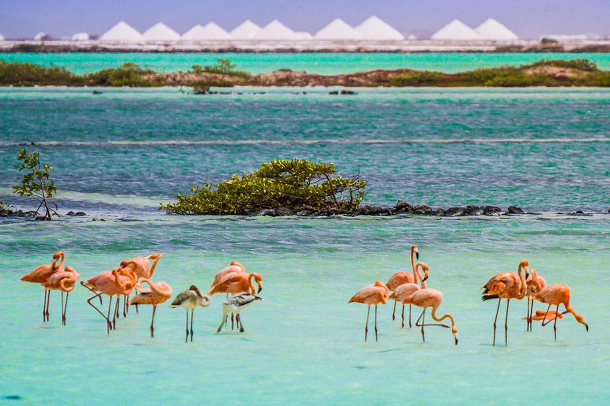 Bonaire Highlights Tour & Sorobon Beach Day